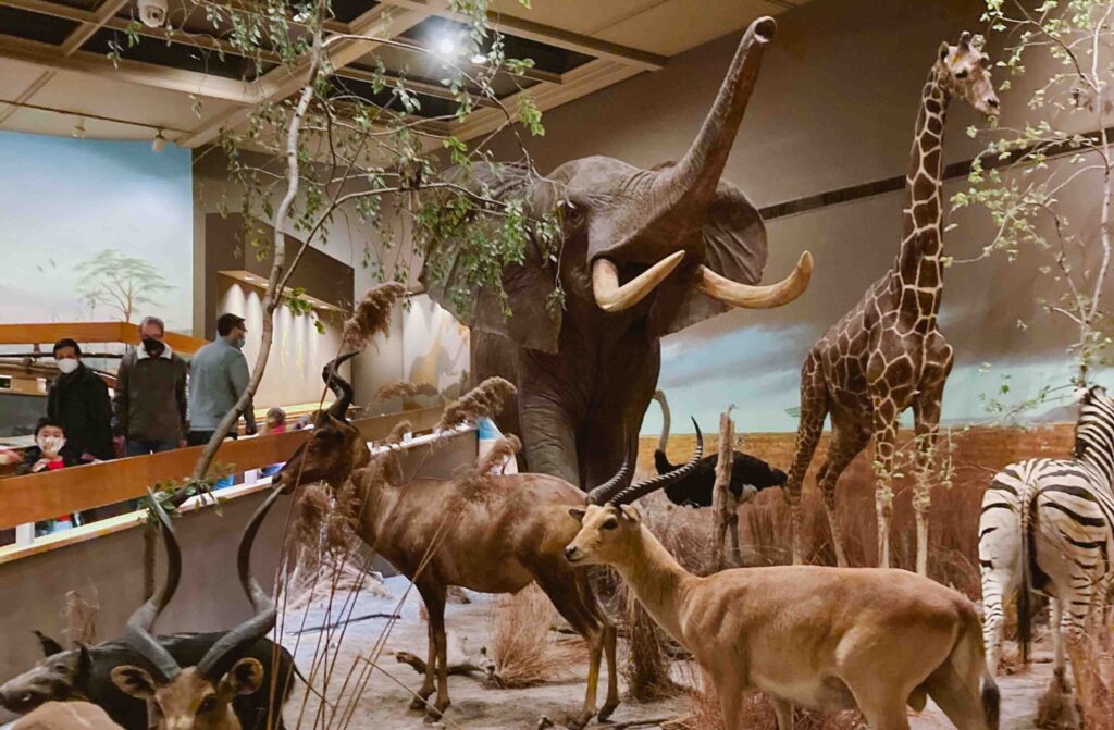 Natural history exhibit at the Springfield Science Center