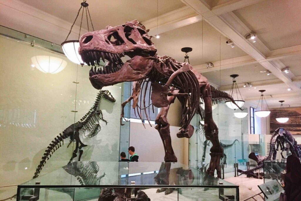 At the Museum of Natural History in New York City is a collection of fossils
