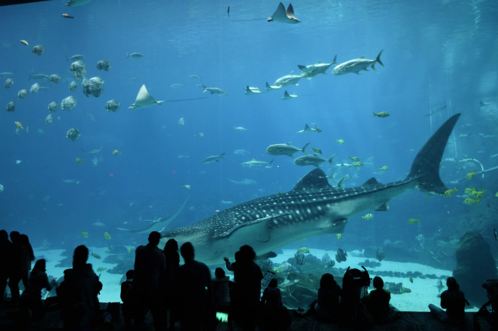 georgia aquarium largest tank